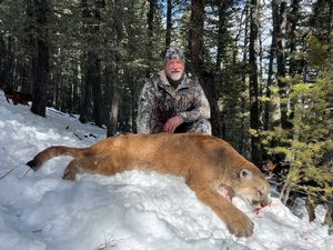 AB Mountain Lion Hunts